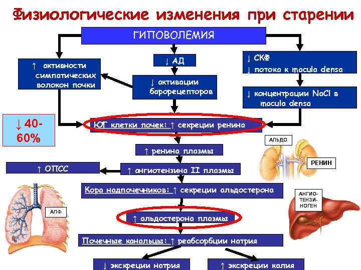 Физиологические изменения при старении ГИПОВОЛЕМИЯ ↑ активности симпатических волокон почки ↓ 4060% ↓ СКФ