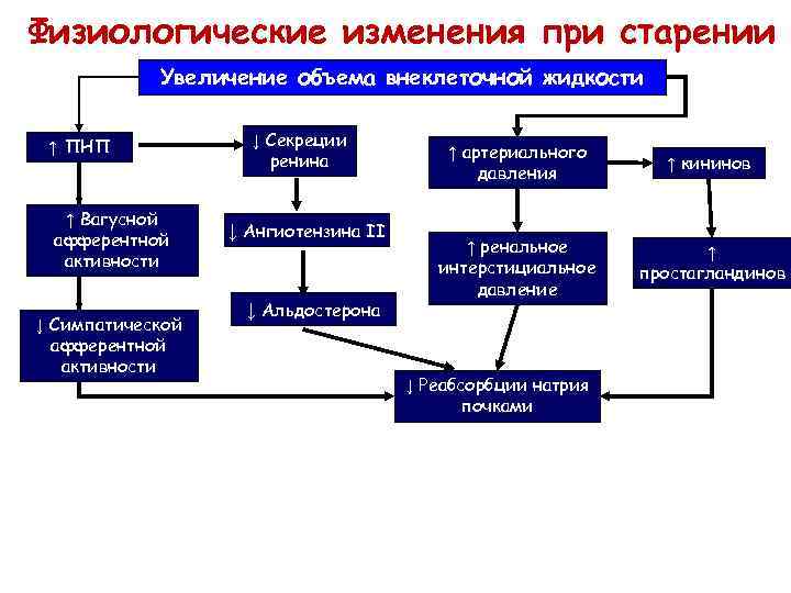Физиологические изменения при старении Увеличение объема внеклеточной жидкости ↑ ПНП ↑ Вагусной афферентной активности