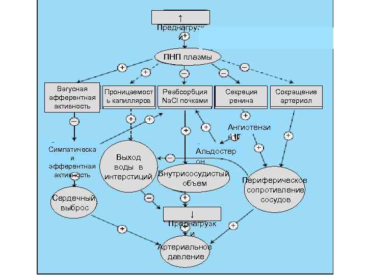 ↑ Преднагрузк и ПНП плазмы Вагусная афферентная активность Проницаемост ь капилляров Реабсорбция Na. Cl