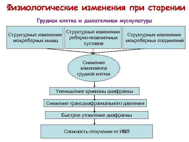 Физиологические изменения при старении Грудная клетка и дыхательная мускулатура Структурные изменения межреберных мышц Структурные