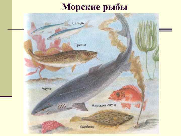 Морские рыбы 