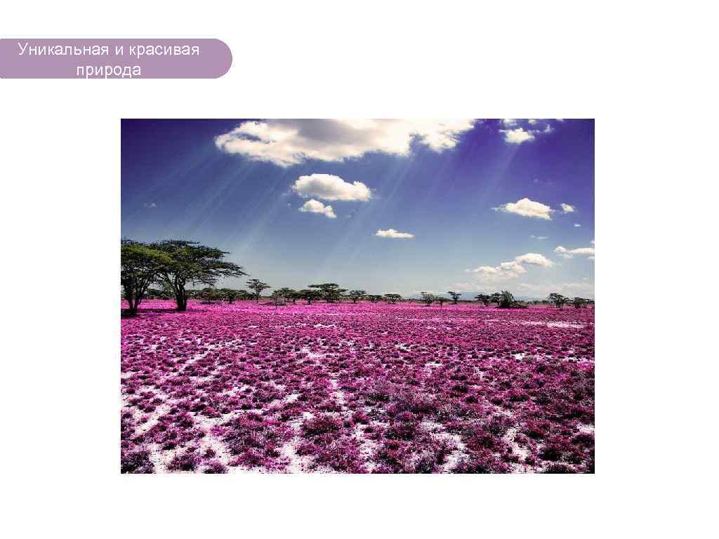 Уникальная и красивая природа ЧТО ЕСТЬ В ЛЕСУ? 