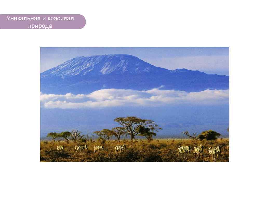 Уникальная и красивая природа ЧТО ЕСТЬ В ЛЕСУ? 