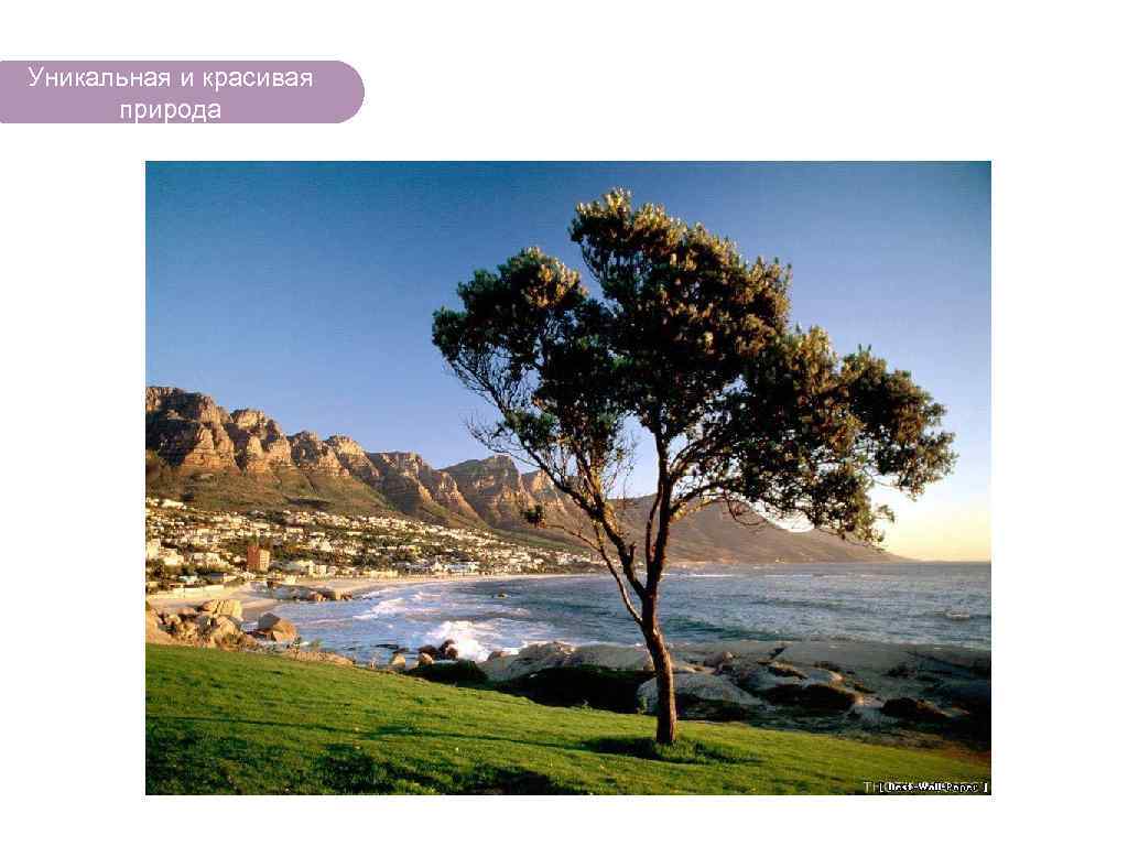 Уникальная и красивая природа ЧТО ЕСТЬ В ЛЕСУ? 