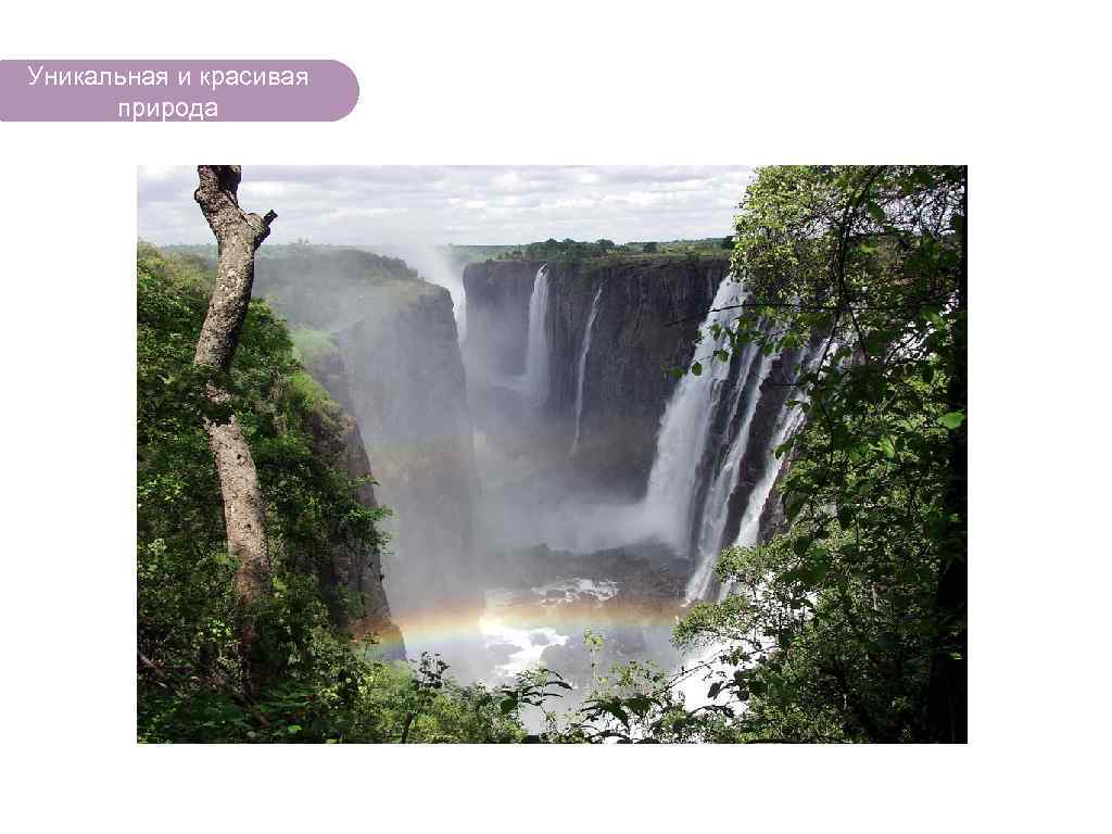 Уникальная и красивая природа ЧТО ЕСТЬ В ЛЕСУ? 