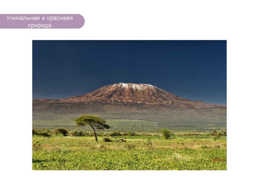 Уникальная и красивая природа ЧТО ЕСТЬ В ЛЕСУ? 