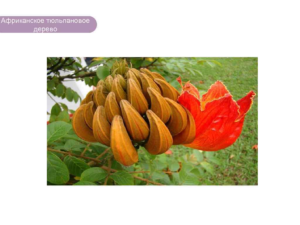 Африканское тюльпановое дерево ЧТО ЕСТЬ В ЛЕСУ? 