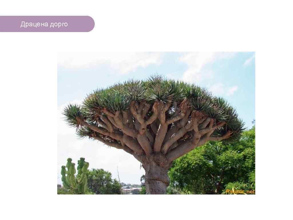 Драцена дорго ЧТО ЕСТЬ В ЛЕСУ? 