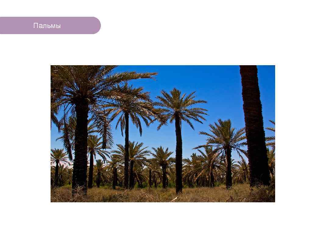 Пальмы ЧТО ЕСТЬ В ЛЕСУ? 