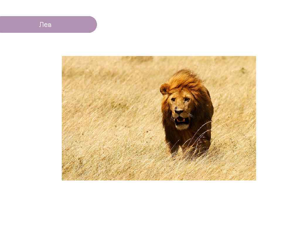 Лев ЧТО ЕСТЬ В ЛЕСУ? 