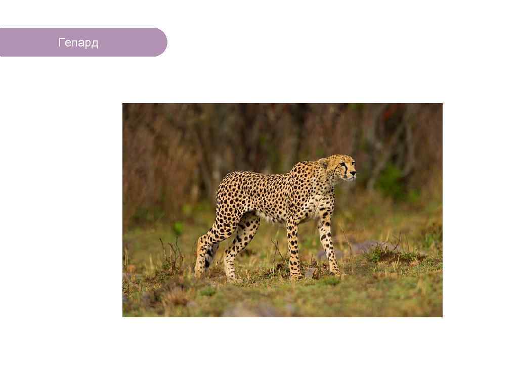 Гепард ЧТО ЕСТЬ В ЛЕСУ? 