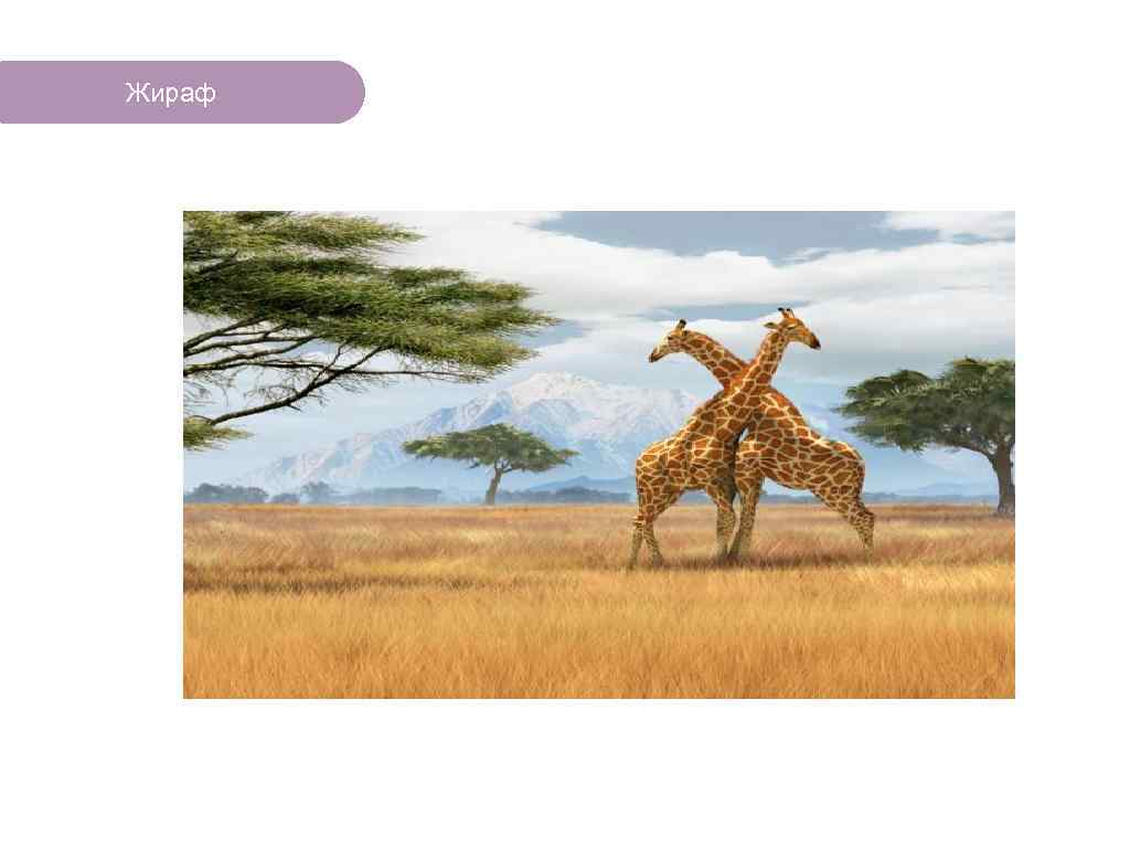 Жираф ЧТО ЕСТЬ В ЛЕСУ? 