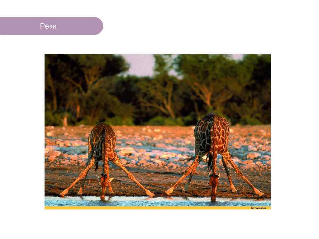 Реки ЧТО ЕСТЬ В ЛЕСУ? 