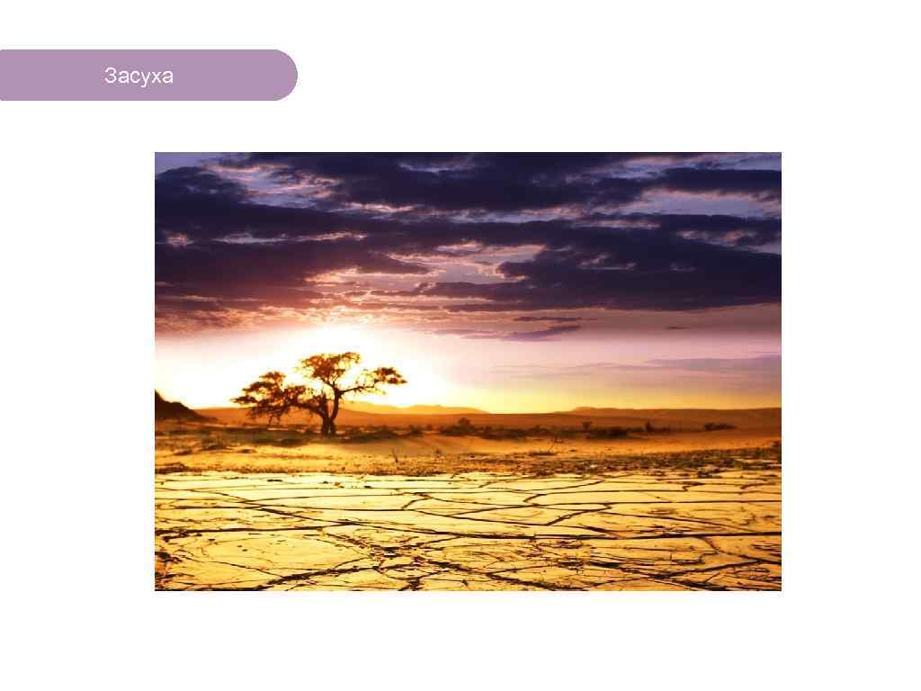 Засуха ЧТО ЕСТЬ В ЛЕСУ? 