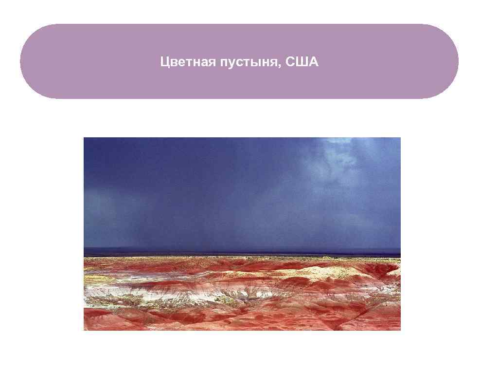 Цветная пустыня, США ЧТО ЕСТЬ В ЛЕСУ? 