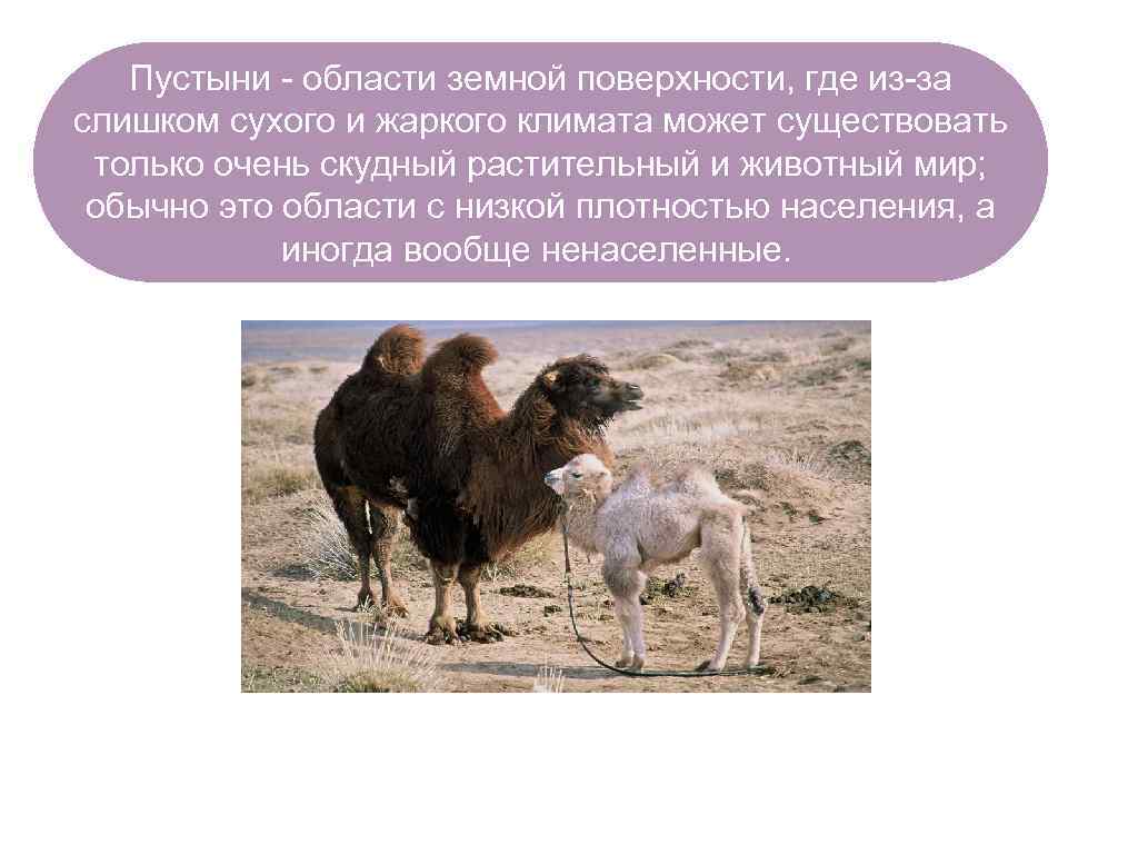 Пустыни - области земной поверхности, где из-за слишком сухого и жаркого климата может существовать