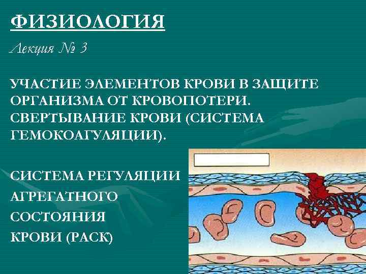 ФИЗИОЛОГИЯ Лекция № 3 УЧАСТИЕ ЭЛЕМЕНТОВ КРОВИ В ЗАЩИТЕ ОРГАНИЗМА ОТ КРОВОПОТЕРИ. СВЕРТЫВАНИЕ КРОВИ