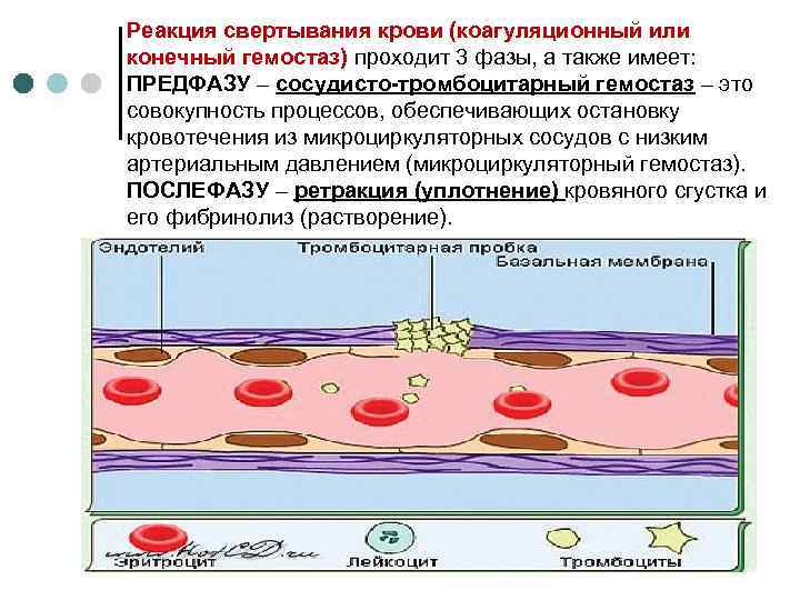 Реакция свертывания крови (коагуляционный или конечный гемостаз) проходит 3 фазы, а также имеет: ПРЕДФАЗУ