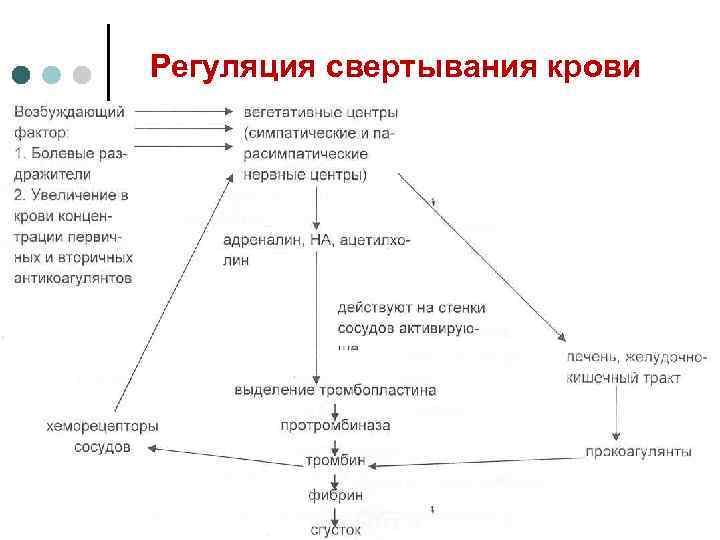  Регуляция свертывания крови 