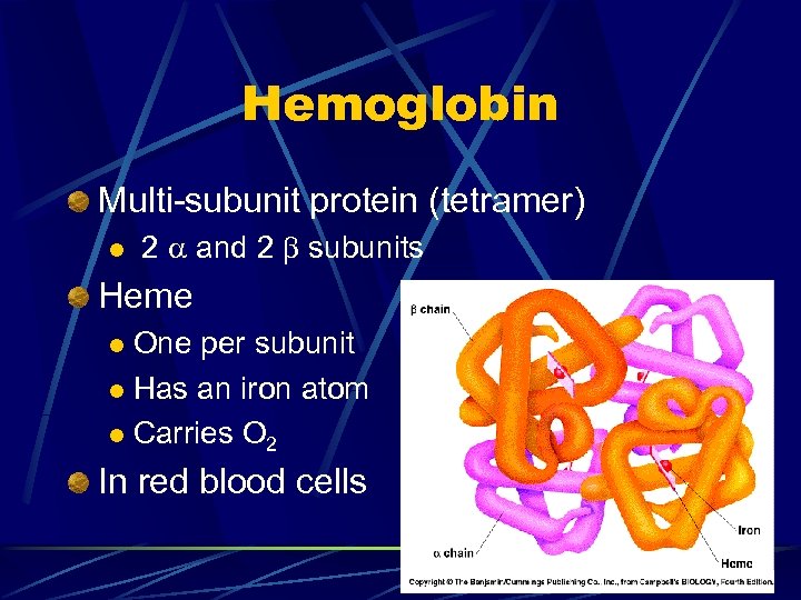 Hemoglobin Multi-subunit protein (tetramer) l 2 and 2 subunits Heme One per subunit l