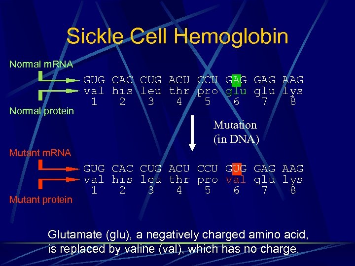 Sickle Cell Hemoglobin Normal m. RNA Normal protein GUG CAC CUG ACU CCU GAG
