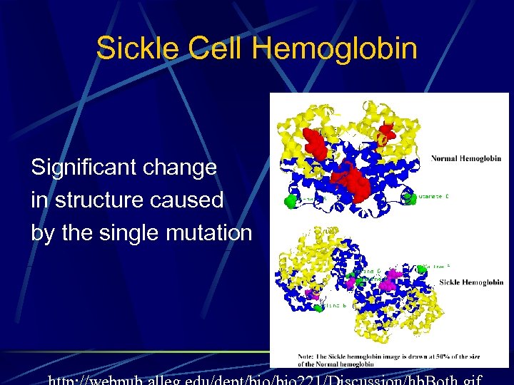Sickle Cell Hemoglobin Significant change in structure caused by the single mutation 