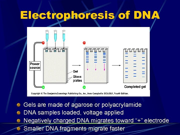 Electrophoresis of DNA Gels are made of agarose or polyacrylamide DNA samples loaded, voltage