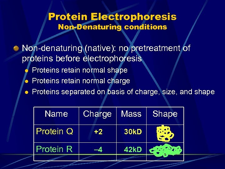 Protein Electrophoresis Non-Denaturing conditions Non-denaturing (native): no pretreatment of proteins before electrophoresis l l