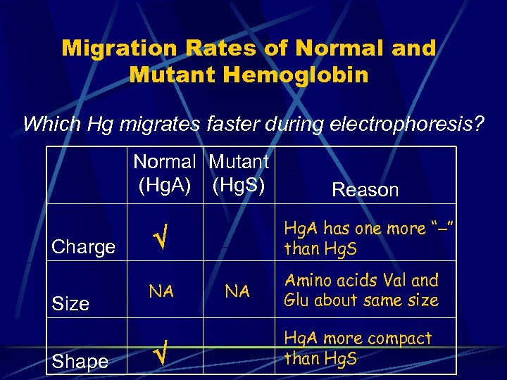 Migration Rates of Normal and Mutant Hemoglobin Which Hg migrates faster during electrophoresis? Normal