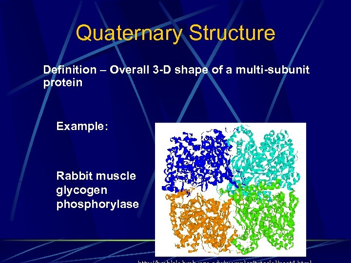 Quaternary Structure Definition – Overall 3 -D shape of a multi-subunit protein Example: Rabbit