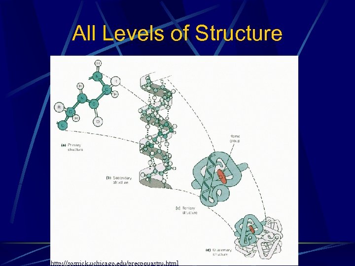 All Levels of Structure http: //sosnick. uchicago. edu/precpquastru. html 