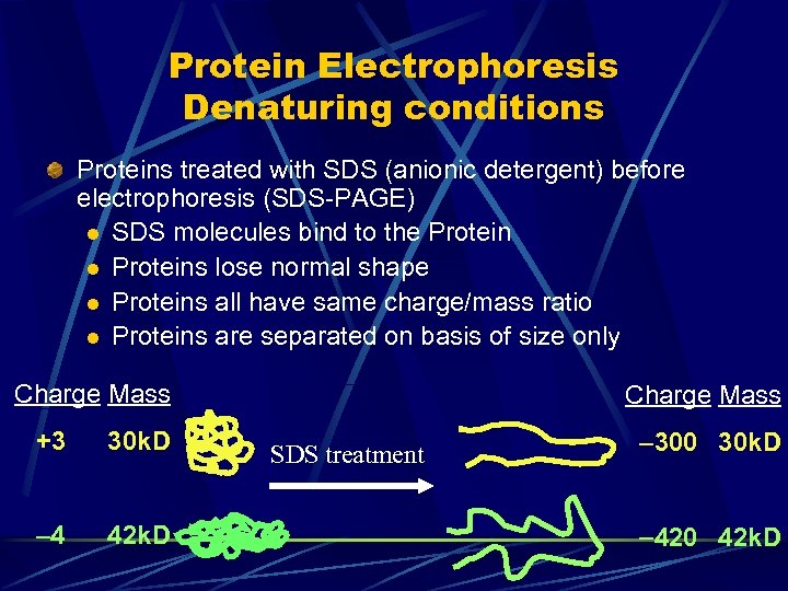 Protein Electrophoresis Denaturing conditions Proteins treated with SDS (anionic detergent) before electrophoresis (SDS-PAGE) l