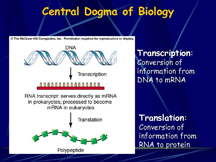Central Dogma of Biology Transcription: Conversion of information from DNA to m. RNA Translation: