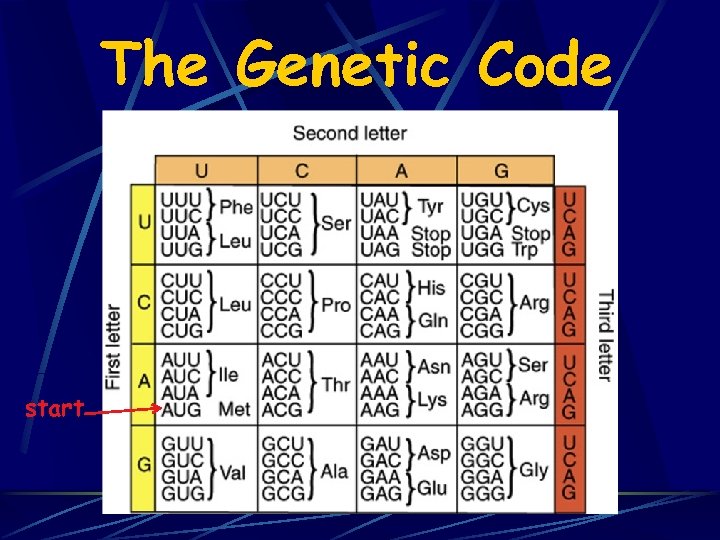 The Genetic Code start 
