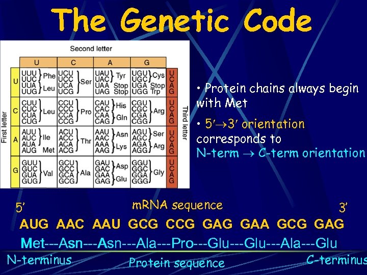 The Genetic Code • Protein chains always begin with Met • 5 3 orientation