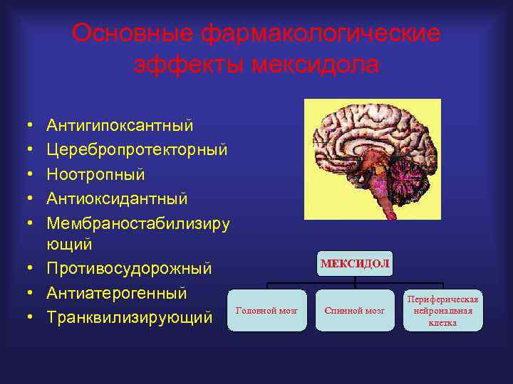 Основные фармакологические эффекты мексидола • • • Антигипоксантный Церебропротекторный Ноотропный Антиоксидантный Мембраностабилизиру ющий •