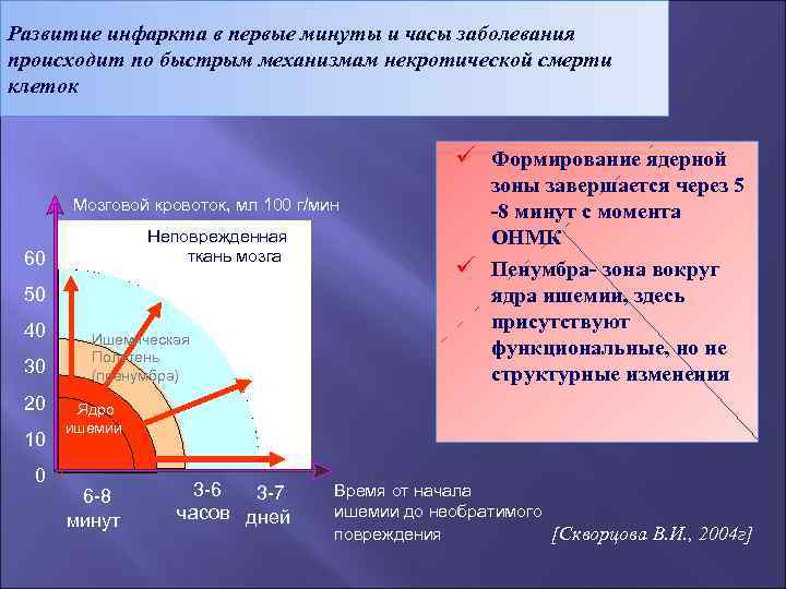 Развитие инфаркта в первые минуты и часы заболевания происходит по быстрым механизмам некротической смерти