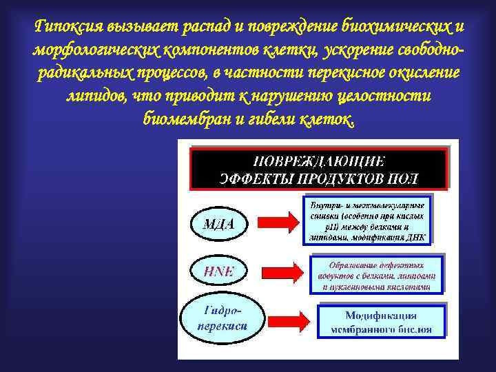 Гипоксия вызывает распад и повреждение биохимических и морфологических компонентов клетки, ускорение свободнорадикальных процессов, в