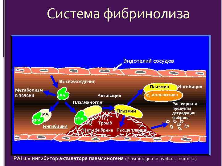 Система фибринолиза Эндотелий сосудов Высвобождение Метаболизм в печени t. PA PAI Ингибиция Плазмин Активация