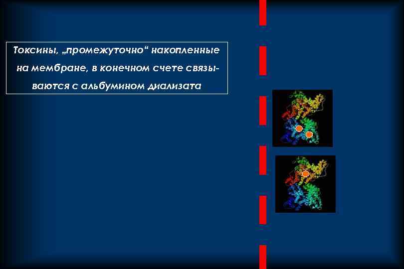 Токсины, „промежуточно“ накопленные на мембране, в конечном счете связываются с альбумином диализата 