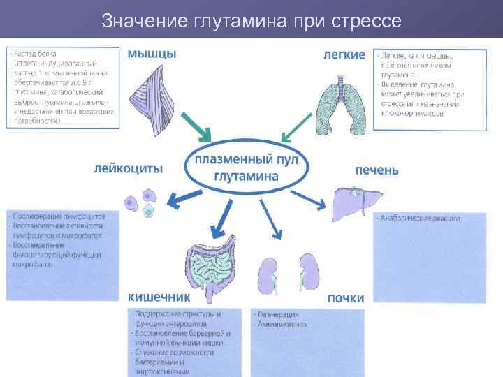 Значение глутамина при стрессе 