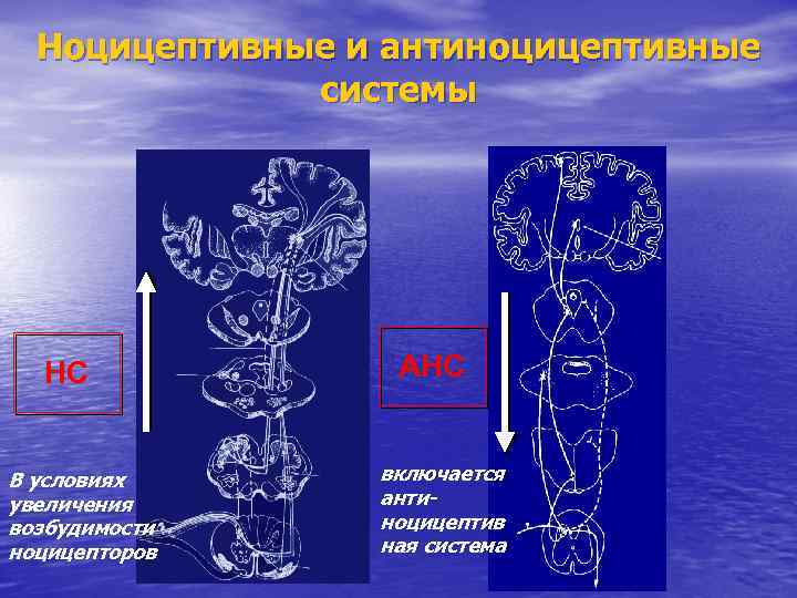 Центральные механизмы ноцицепции презентация