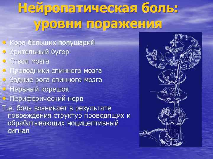 Нейропатическая боль: уровни поражения • • Кора больших полушарий Зрительный бугор Ствол мозга Проводники
