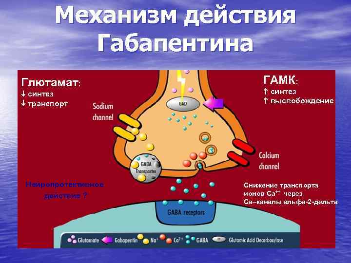 Механизм действия Габапентина Глютамат: синтез транспорт Нейропротективное действие ? ГАМК: синтез высвобождение Снижение транспорта