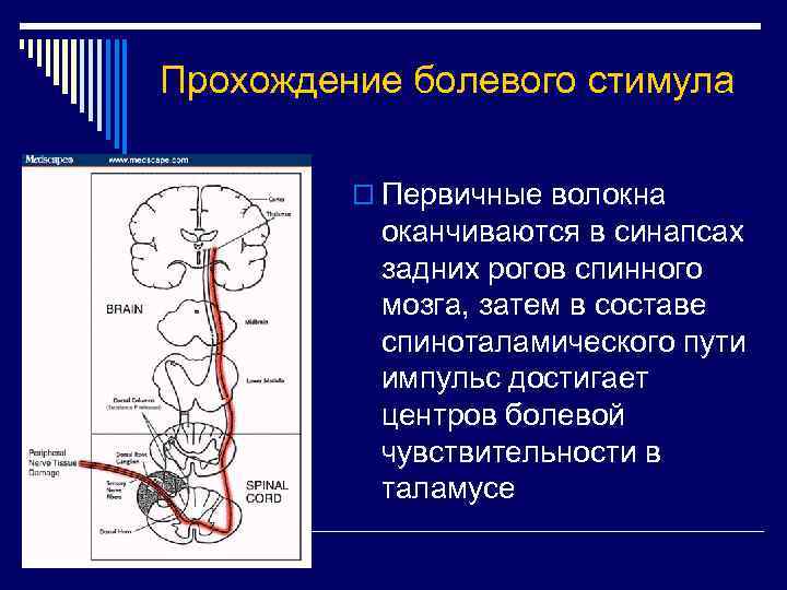 Прохождение болевого стимула o Первичные волокна оканчиваются в синапсах задних рогов спинного мозга, затем