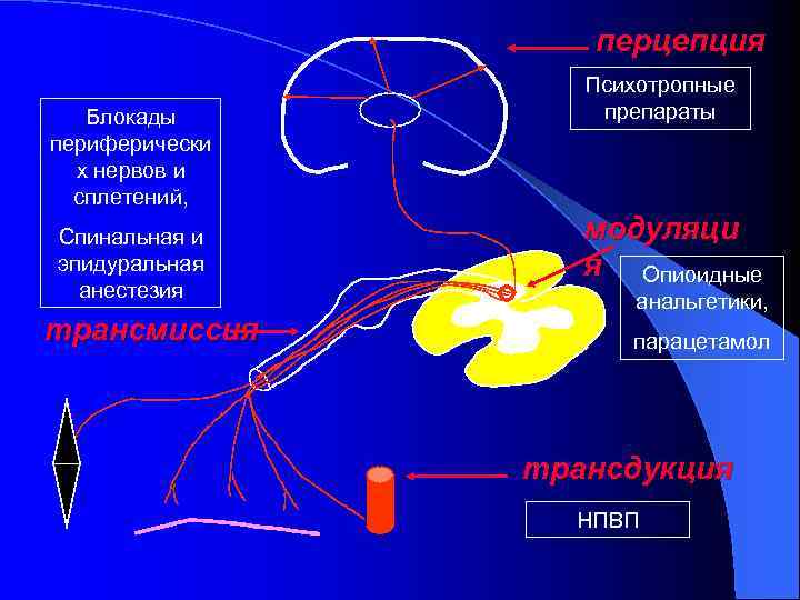 перцепция Блокады периферически х нервов и сплетений, Спинальная и эпидуральная анестезия трансмиссия Психотропные препараты