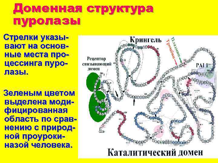 Доменная структура пуролазы Стрелки указывают на основные места процессинга пуролазы. Зеленым цветом выделена модифицированная