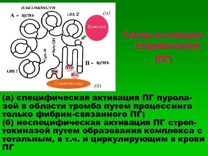 Схема активации плазминогена (ПГ) (а) специфическая активация ПГ пуролазой в области тромба путем процессинга