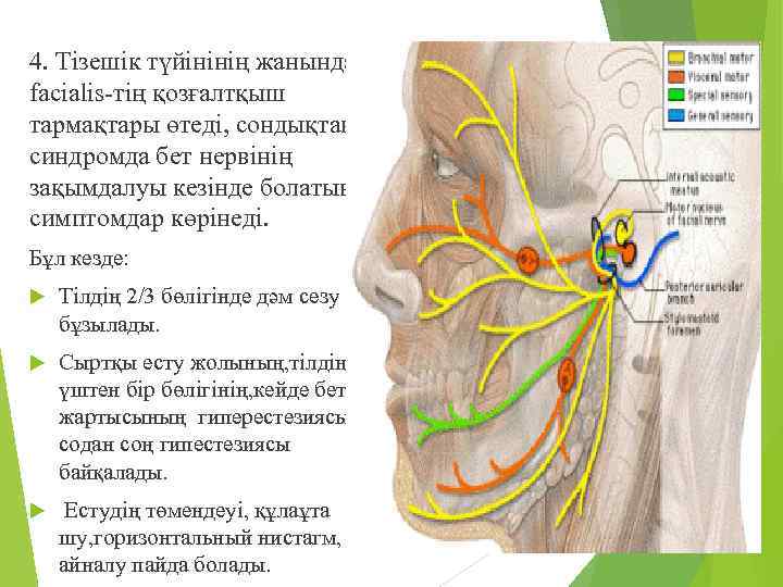 4. Тізешік түйінінің жанында n. facialis-тің қозғалтқыш тармақтары өтеді, сондықтан синдромда бет нервінің зақымдалуы