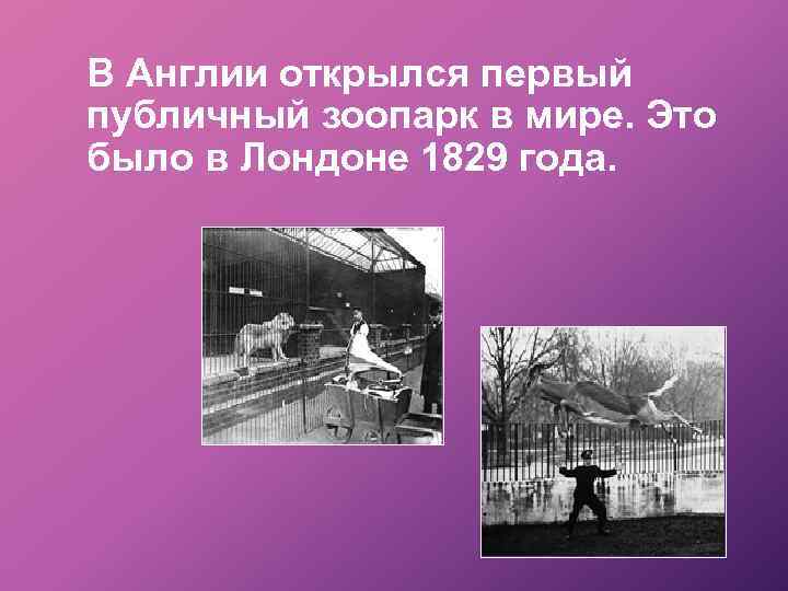 В Англии открылся первый публичный зоопарк в мире. Это было в Лондоне 1829 года.